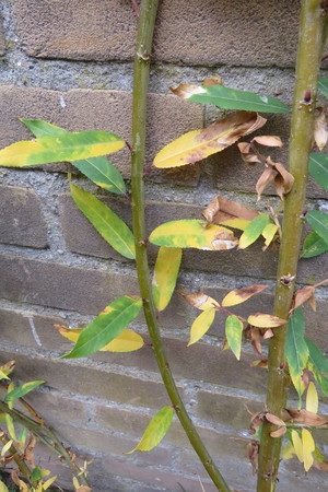  picture  Amandelwilg |Salix_triandra