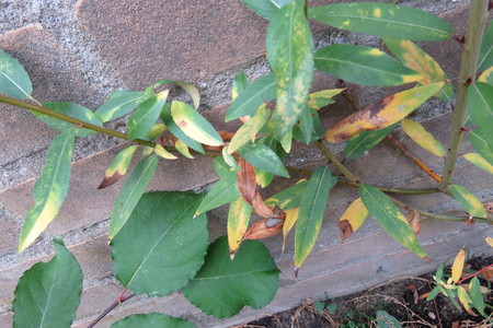  picture  Amandelwilg |Salix_triandra