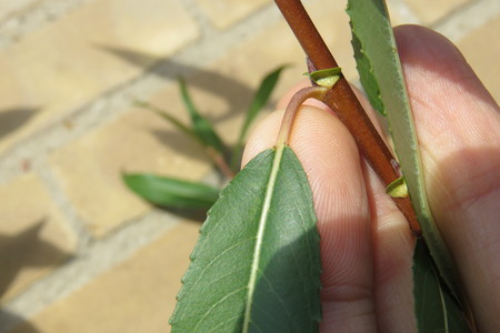  picture  Amandelwilg |Salix_triandra