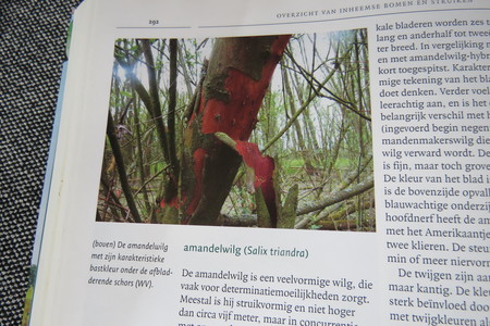  picture  Amandelwilg |Salix_triandra