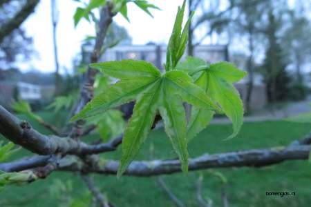 Leaf picture  Amberboom ( Liquidambar styraciflua)