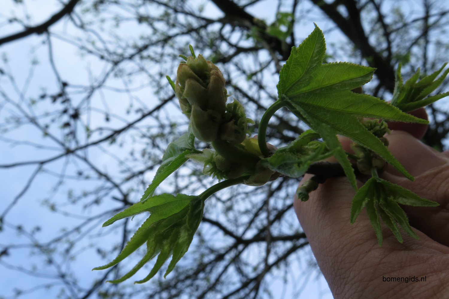 Herken de boomsoort NL Amberboom; Latin Liquidambar styraciflua; UK