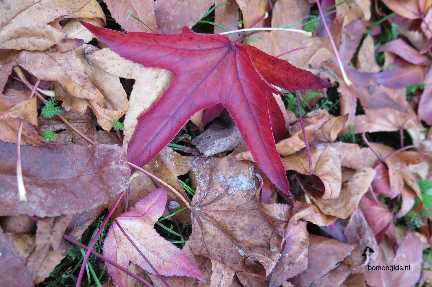Herken de boomsoort NL Amberboom; Latin Liquidambar styraciflua; UK