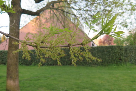  picture  Amerikaanse_es |Fraxinus_americana