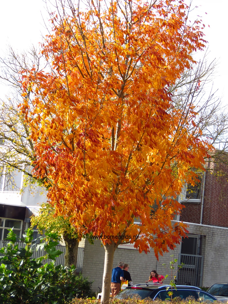 Herken De Boomsoort Nl Amerikaanse Es Latin Fraxinus Americana Uk American Ash Ge Amerikanische Esche Fr Freixe Blanc Damerica