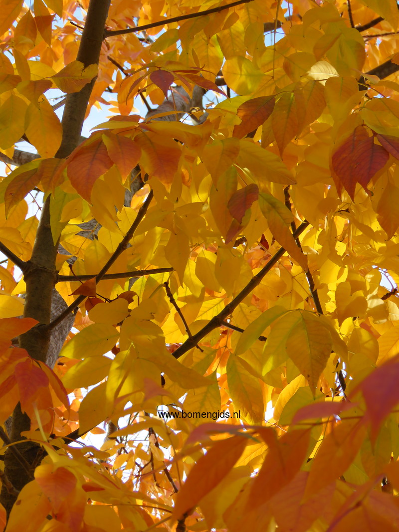 Herken De Boomsoort Nl Amerikaanse Es Latin Fraxinus Americana Uk American Ash Ge Amerikanische Esche Fr Freixe Blanc Damerica