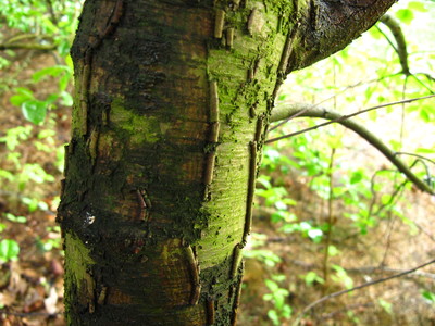  picture  Amerikaanse_vogelkers |Prunus_serotina