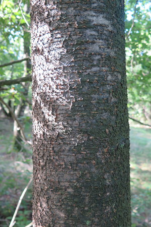  picture  Amerikaanse_vogelkers |Prunus_serotina