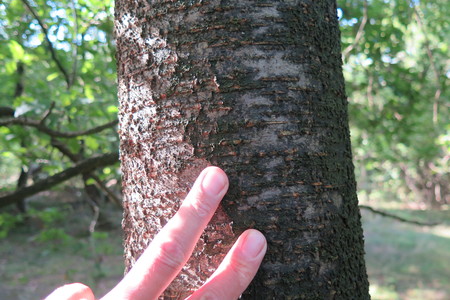  picture  Amerikaanse_vogelkers |Prunus_serotina