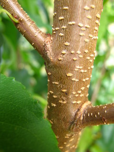  picture  Amerikaanse_vogelkers |Prunus_serotina