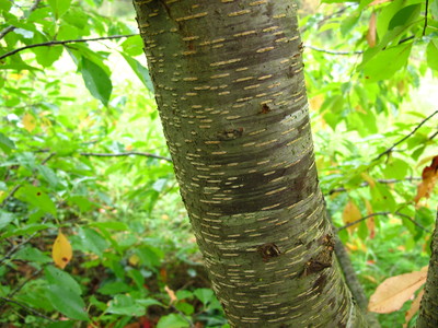  picture  Amerikaanse_vogelkers |Prunus_serotina