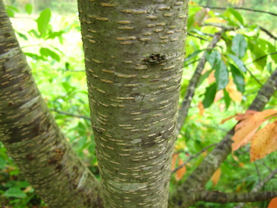  picture  Amerikaanse_vogelkers |Prunus_serotina