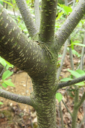  picture  Amerikaanse_vogelkers |Prunus_serotina