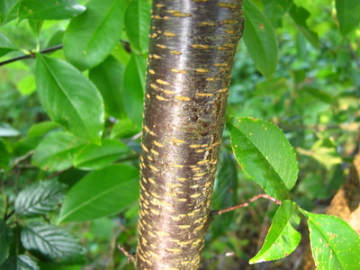  picture  Amerikaanse_vogelkers |Prunus_serotina