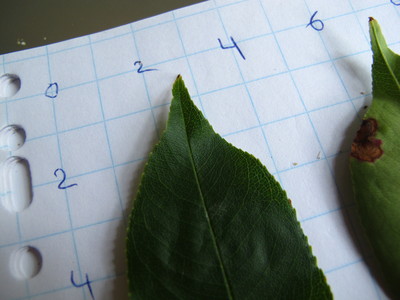  picture  Amerikaanse_vogelkers |Prunus_serotina