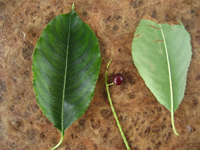  picture  Amerikaanse_vogelkers |Prunus_serotina