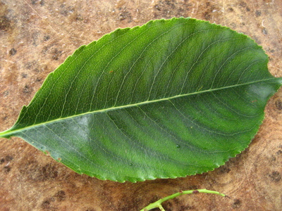  picture  Amerikaanse_vogelkers |Prunus_serotina