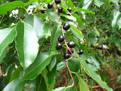  picture  Amerikaanse_vogelkers |Prunus_serotina