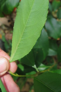  picture  Amerikaanse_vogelkers |Prunus_serotina