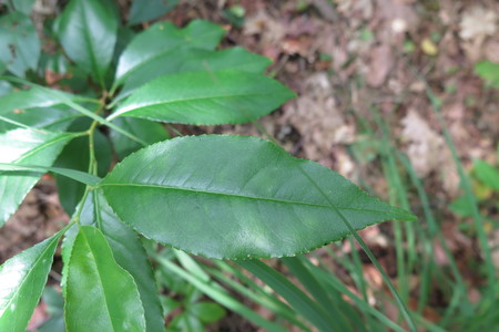  picture  Amerikaanse_vogelkers |Prunus_serotina