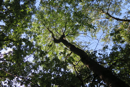  picture  Amerikaanse_vogelkers |Prunus_serotina