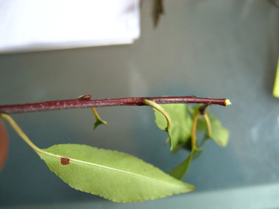  picture  Amerikaanse_vogelkers |Prunus_serotina