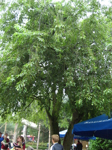  picture  Amerikaanse_vogelkers |Prunus_serotina