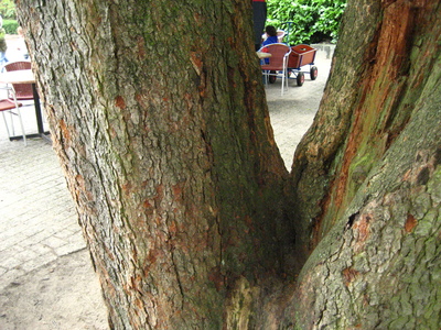  picture  Amerikaanse_vogelkers |Prunus_serotina