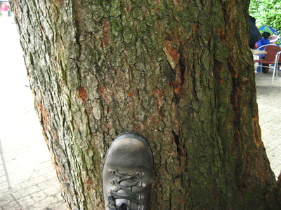  picture  Amerikaanse_vogelkers |Prunus_serotina