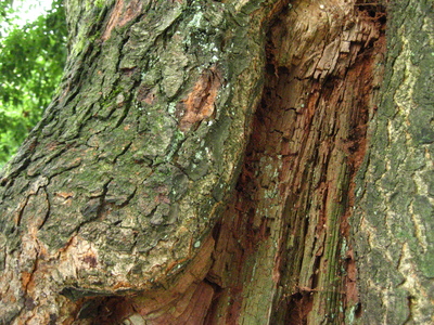  picture  Amerikaanse_vogelkers |Prunus_serotina