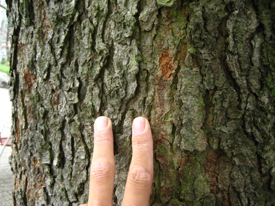  picture  Amerikaanse_vogelkers |Prunus_serotina