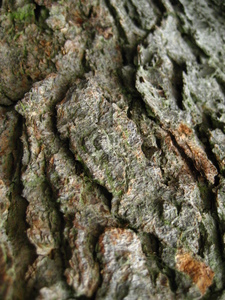  picture  Amerikaanse_vogelkers |Prunus_serotina