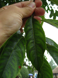  picture  Amerikaanse_vogelkers |Prunus_serotina