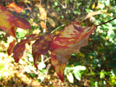  picture  Amerikaanse_vogelkers |Prunus_serotina