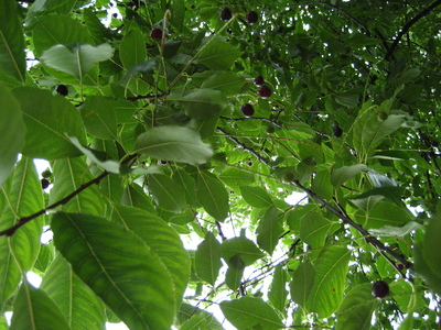  picture  Amerikaanse_vogelkers |Prunus_serotina