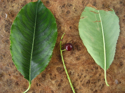  picture  Amerikaanse_vogelkers |Prunus_serotina