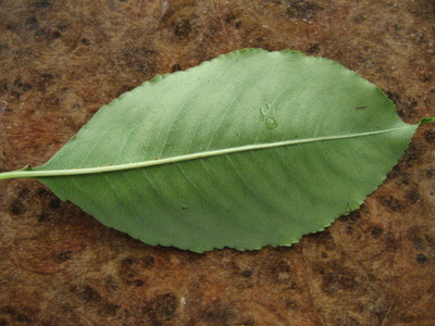  picture  Amerikaanse_vogelkers |Prunus_serotina