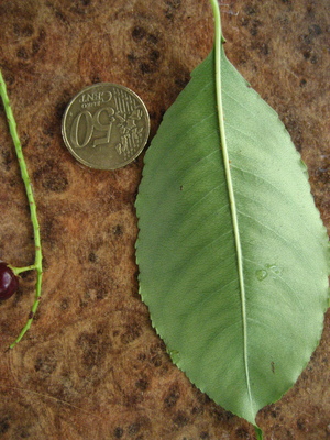  picture  Amerikaanse_vogelkers |Prunus_serotina