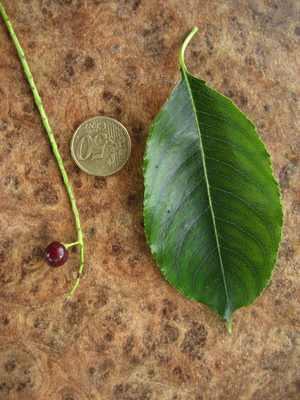  picture  Amerikaanse_vogelkers |Prunus_serotina
