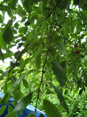  picture  Amerikaanse_vogelkers |Prunus_serotina