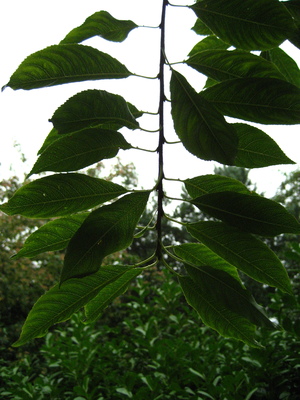  picture  Amerikaanse_vogelkers |Prunus_serotina