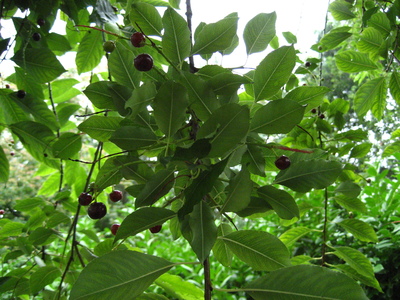  picture  Amerikaanse_vogelkers |Prunus_serotina