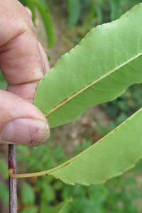  picture  Amerikaanse_vogelkers |Prunus_serotina