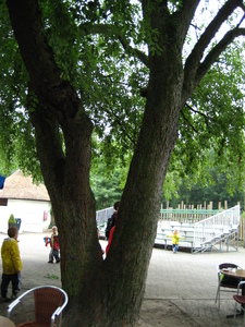  picture  Amerikaanse_vogelkers |Prunus_serotina