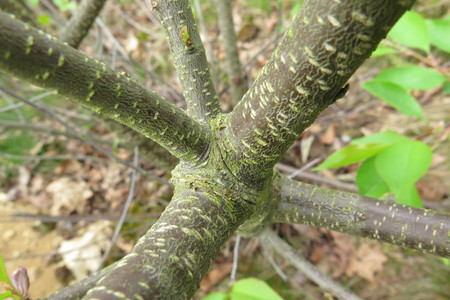  picture  Amerikaanse_vogelkers |Prunus_serotina