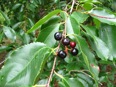  picture  Amerikaanse_vogelkers |Prunus_serotina