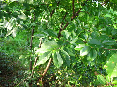  picture  Amerikaanse_vogelkers |Prunus_serotina