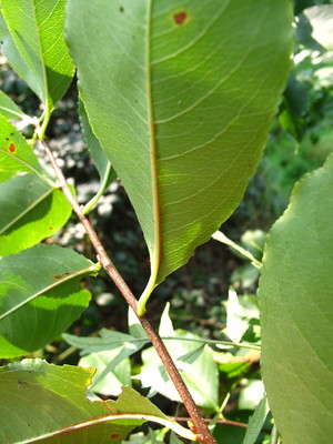  picture  Amerikaanse_vogelkers |Prunus_serotina