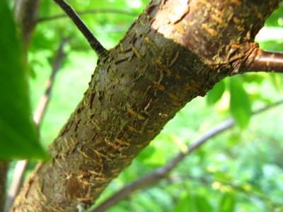  picture  Amerikaanse_vogelkers |Prunus_serotina
