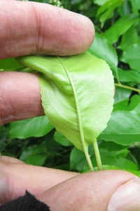  picture  Amerikaanse_vogelkers |Prunus_serotina